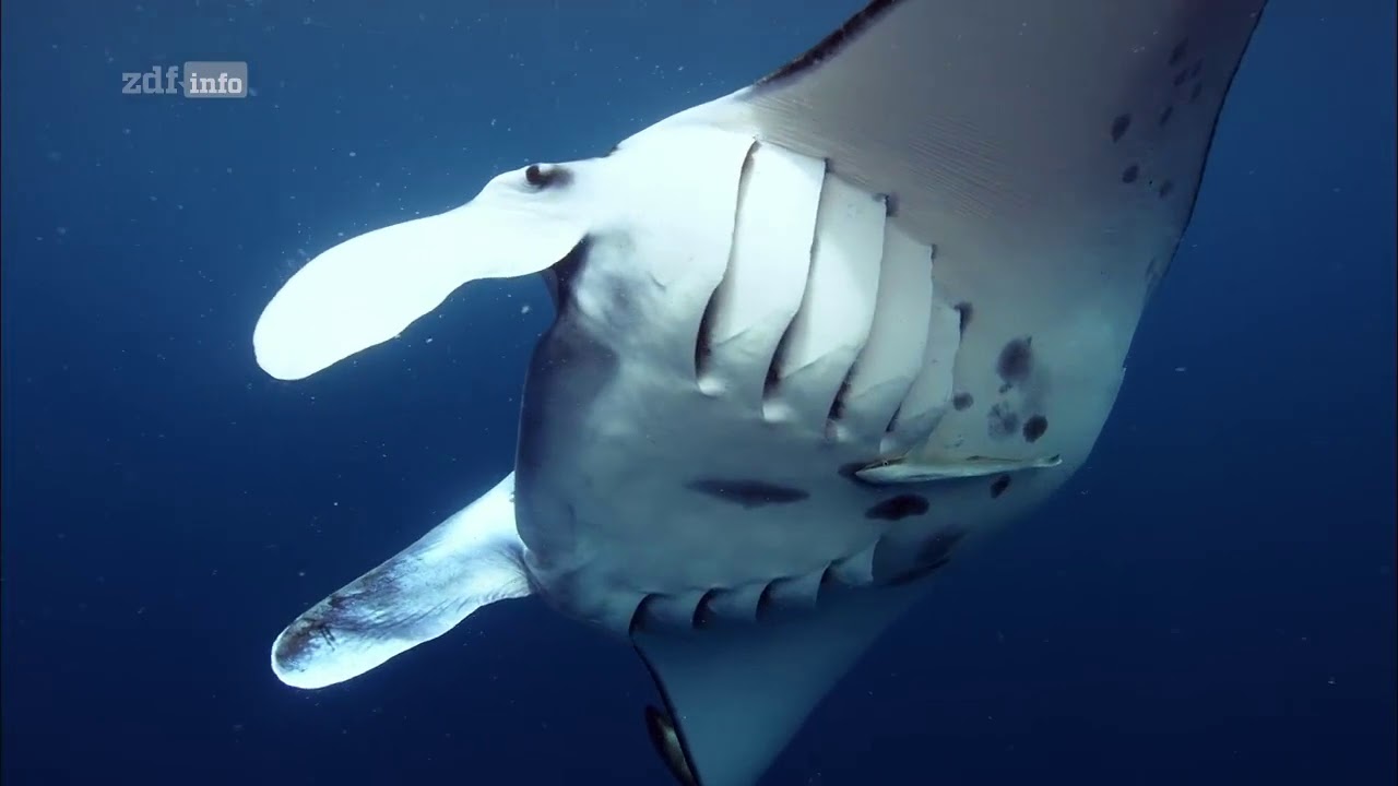 ZDF Doku - Big Pacific 4/4 - Der gierige Ozean