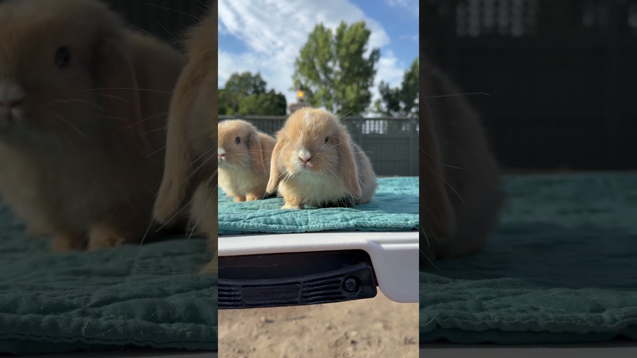 Which is maximum cuteness? Long ears, or the shorter ears that is correct for breed standard?