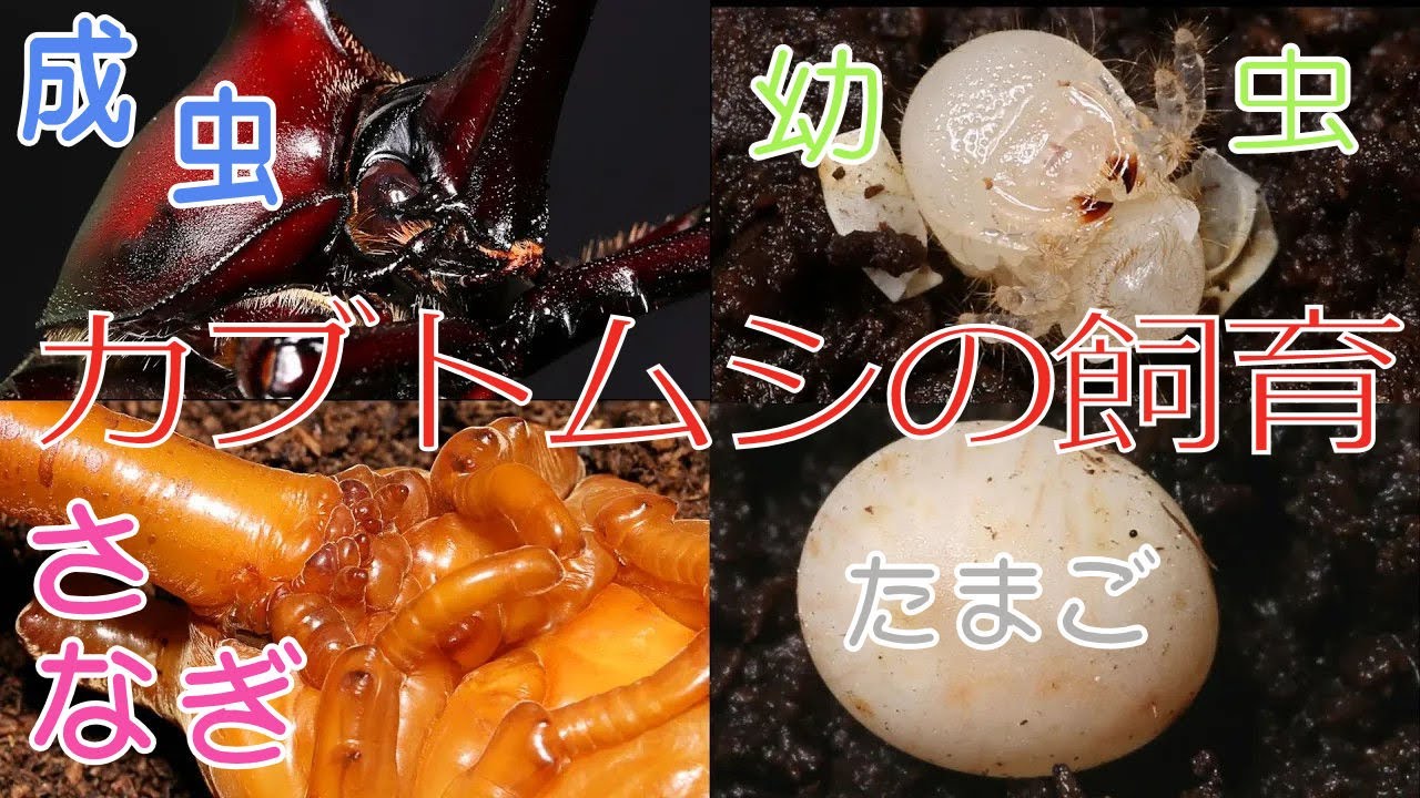 カブトムシの飼育まとめ ～卵から成虫まで