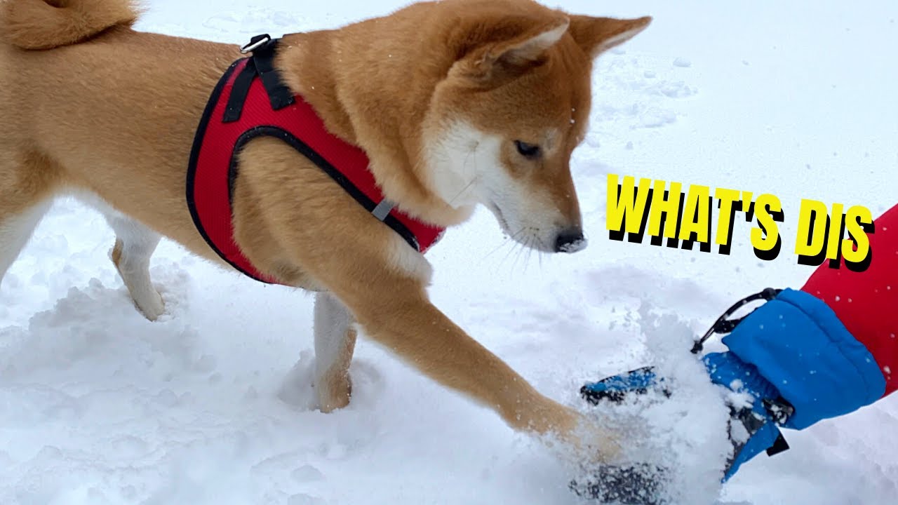 A Shiba Inu Loves Snow | Super Shiba