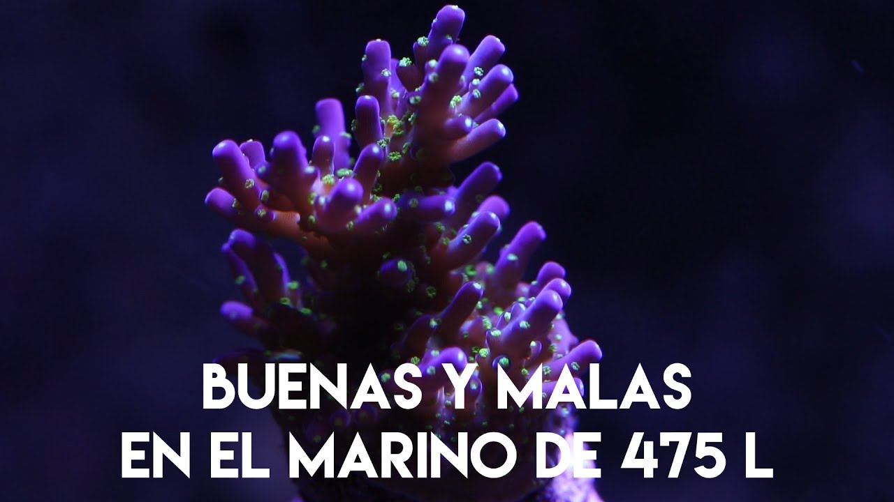 Buenas y malas noticias en el acuario marino de 475 litros - Actualización de mi pecera