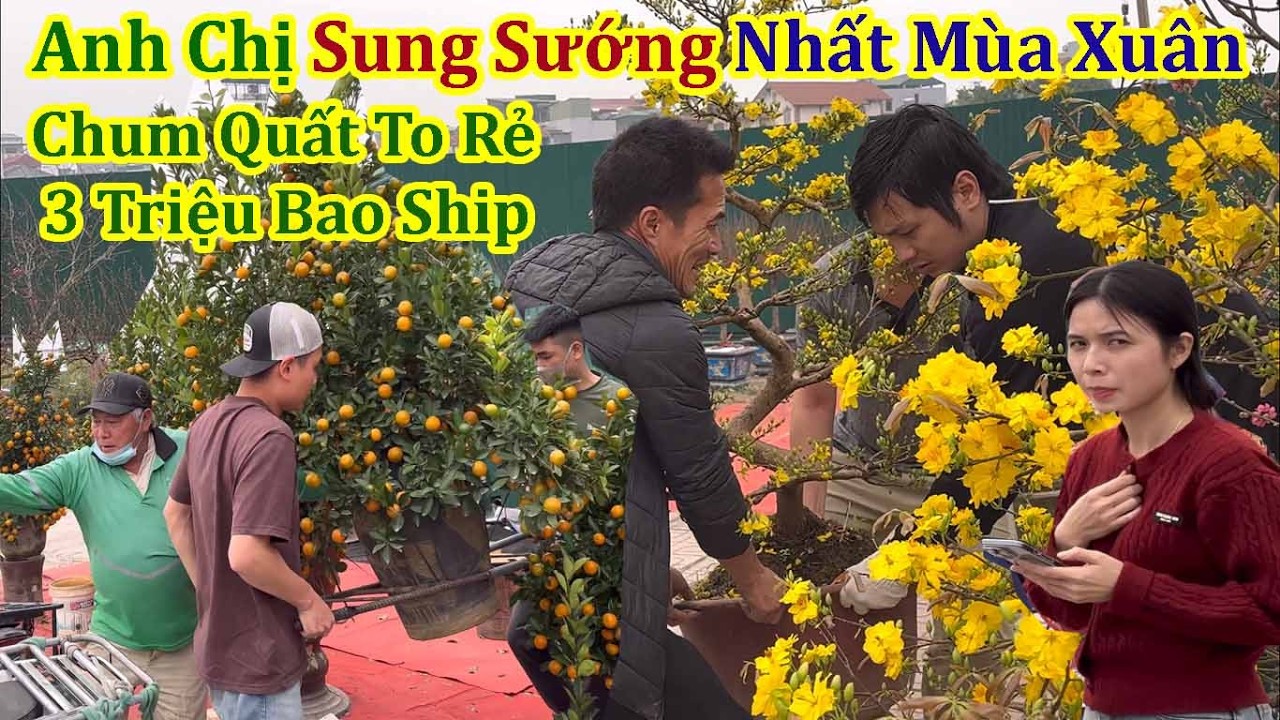 Anh Chị Sướng Ngất Ngây Chốt Vội Chum Quất To Giá 3 Triệu Chợ Hoa Xuân Cổ Linh Long Biên