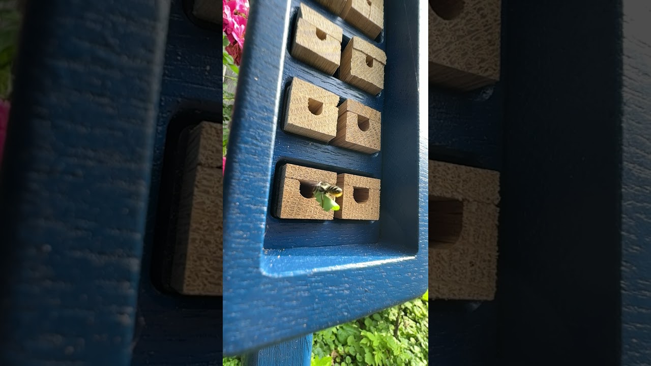 Slow motion shot of a leafcutter bee building her nest #bees #solitarybees #nativebees