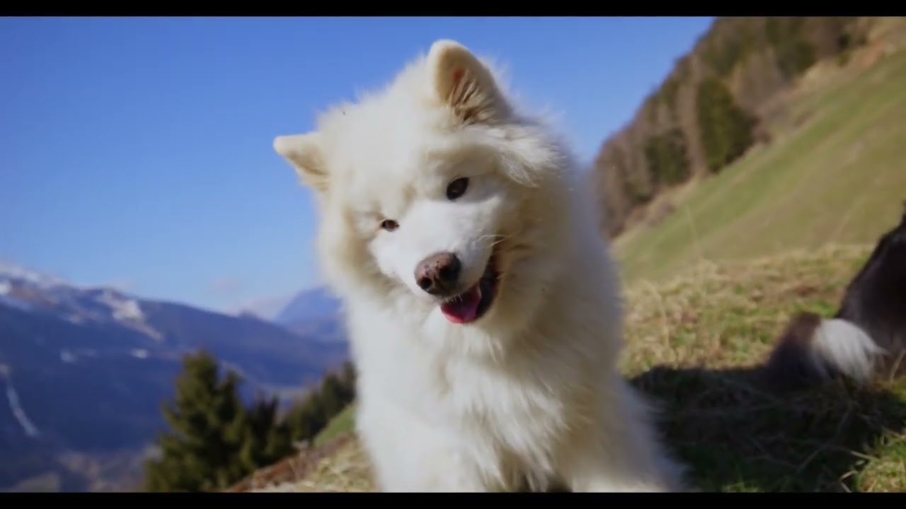 Dog Anxiety Relief Music｜Serene Pet Sounds