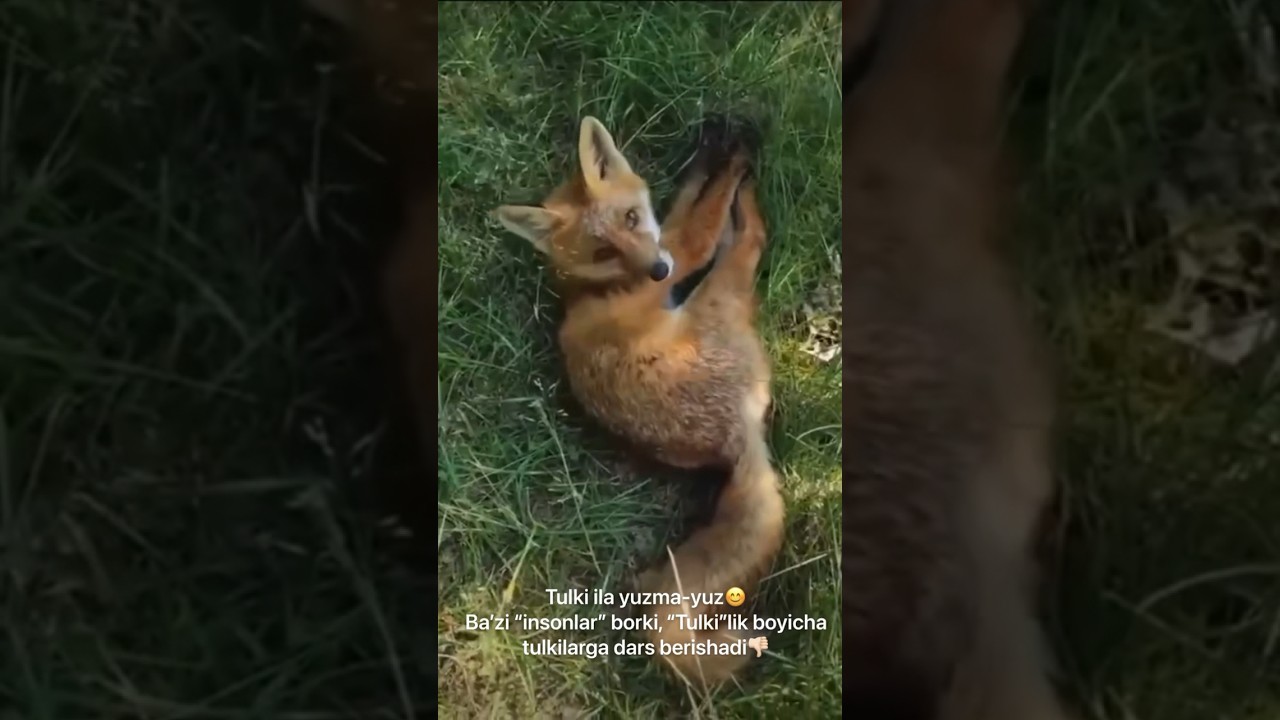 Tulki ila yuzma-yuz😊Ba&rsquo;zi &ldquo;insonlar&rdquo; borki, Tulkilik boyicha xatto tulkiga dars beradi! Uzoq qilsin
