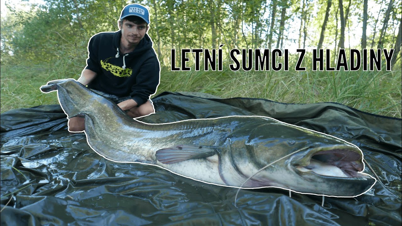 [4K] LETN&Iacute; SUMCI Z HLADINY | Daniel Krtek & David Krtek | Sumcařina | Welsangeln