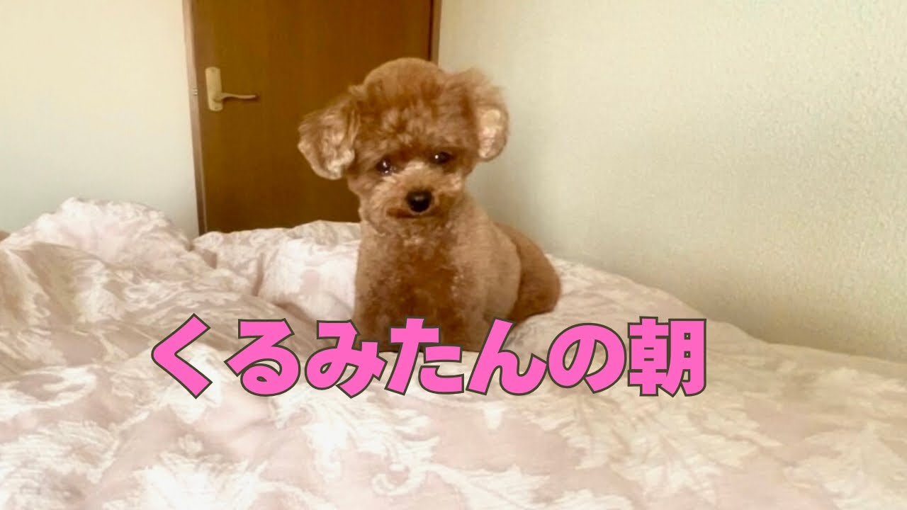 愛犬を撫でながら癒される朝💖撫でて〜が止まらないトイプードル✨