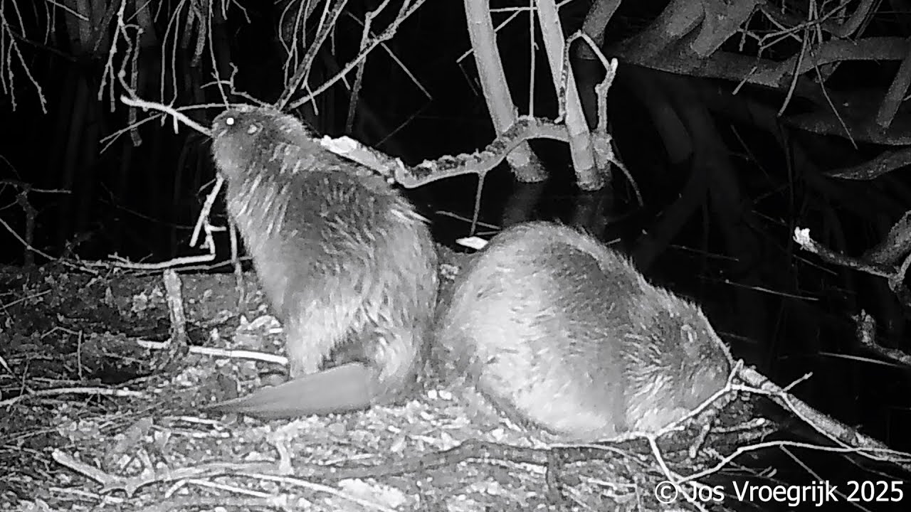 Bevers aan het werk, bouwen, zwemmen en poetsen, Beavers at Work Grooming, Swimming, Lodge Building