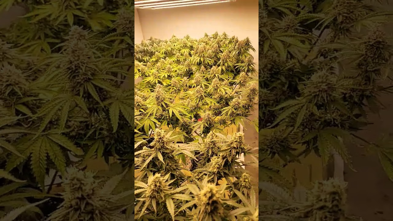 day 2 week 7 come check out my garden!! #420 &lrm;⁨@acinfinity⁩&nbsp;