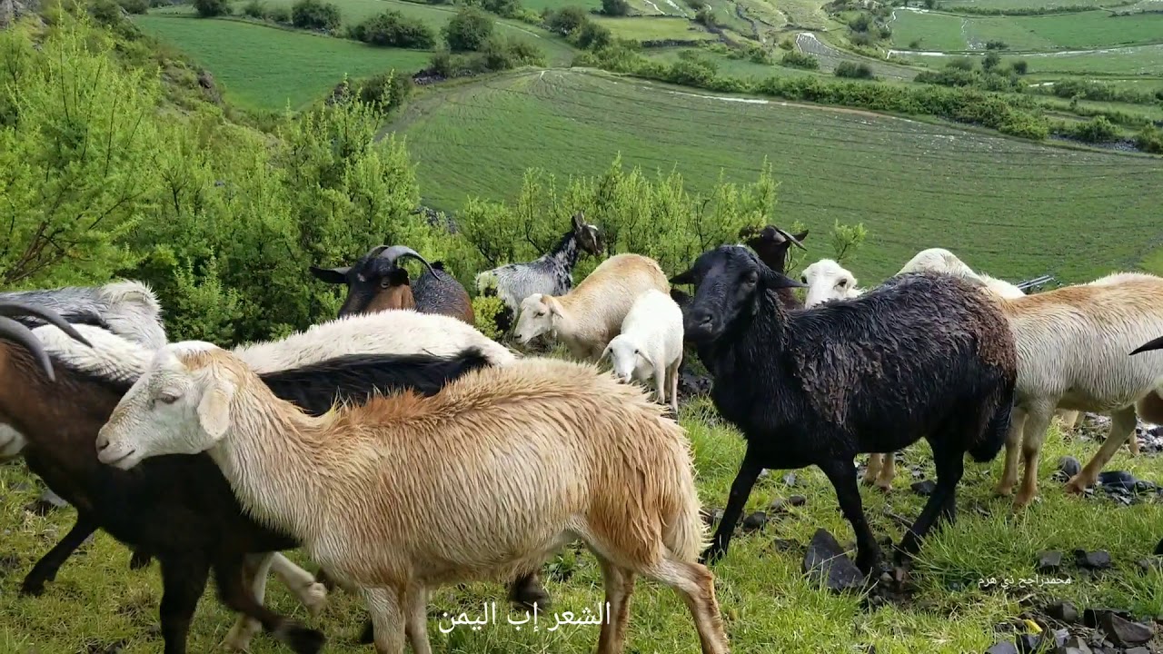 مناظر ساحره بدون موسيقى ريف اليمن يوليو 2020