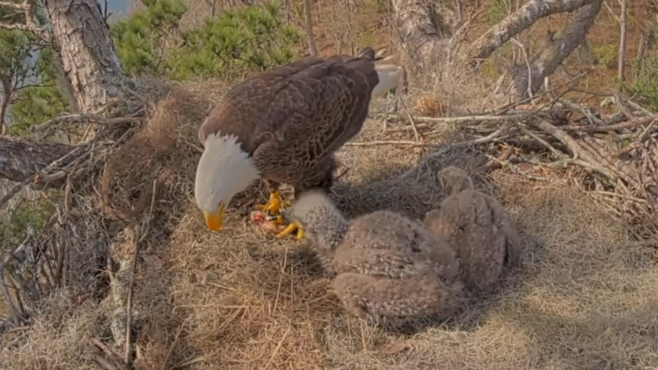 Big eaglet gets fish, Small eaglet has head down | Kisatchie National Forest E-3 | Feb 24, 26