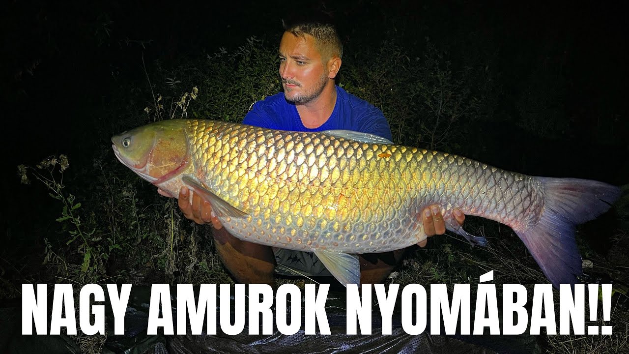 Amur horgászat az alföldön, brutális amurok! #fishing 😱