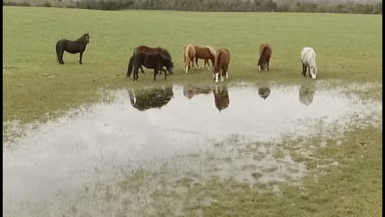 Introduction to the Kerry Bog Pony