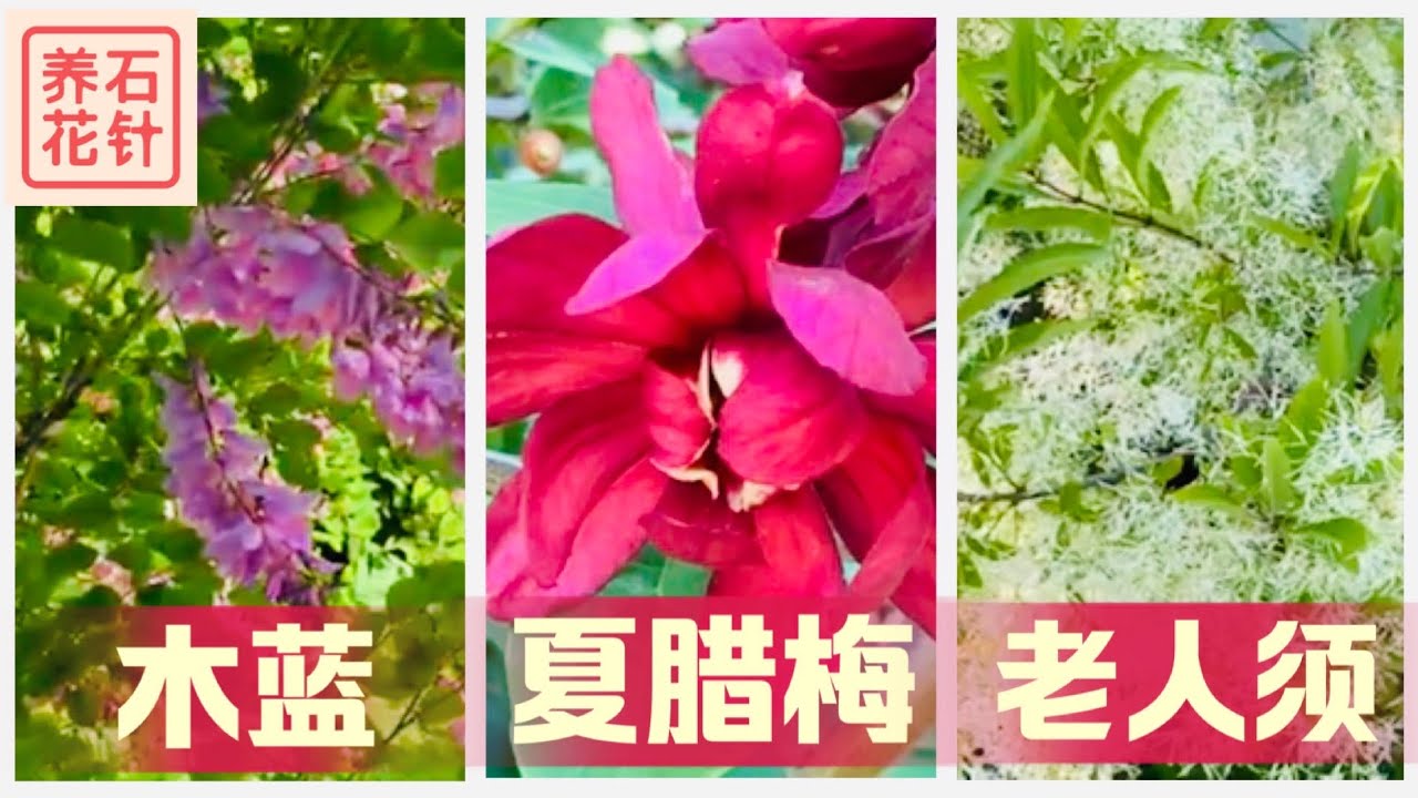 三种香花庭院灌木 - 开满花，没有香味也美（夏腊梅Calycanthus，老人须Fringe Tree，木蓝true indigo）