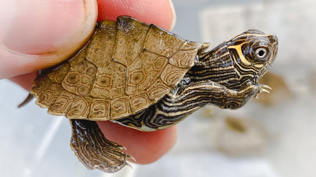HUGE Winter Update!! Baby Turtles, Snapping Turtles, Box Turtles, Snakes and MORE!!