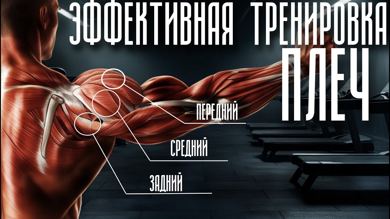 Эффективная тренировка плеч. Анатомия и биомеханика дельтовидных мышц. Как накачать плечи?