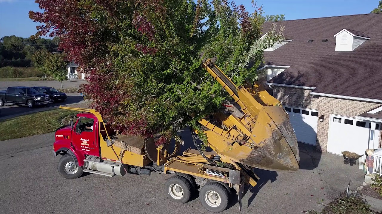 RHC Red Maple and Autumn Blaze Tree Moving 2017