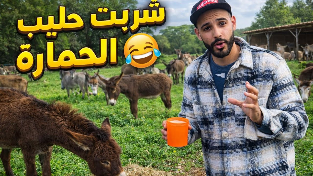 شرب حليب الحمير 😂