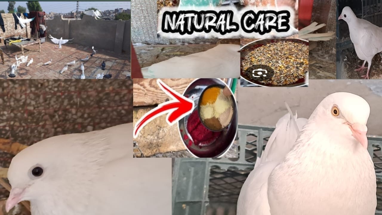 pigeon daily care