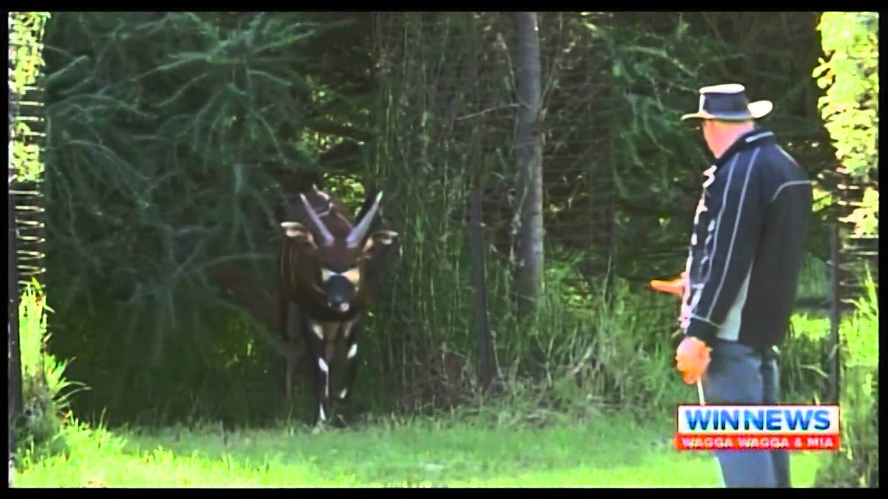 Rare Bongo Antelope at Altina - WIN NEWS