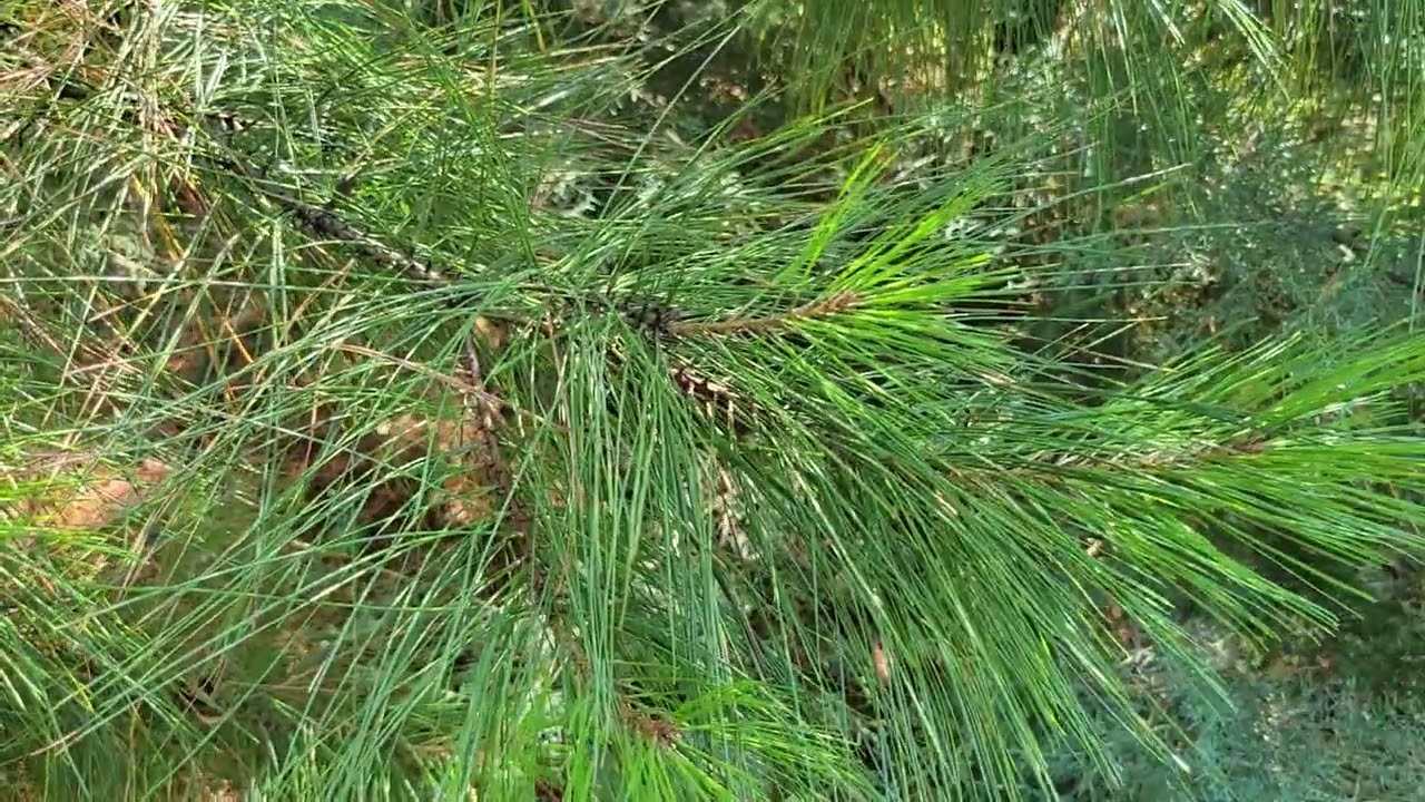 Best pine trees to grow in Tennessee: A list of five
