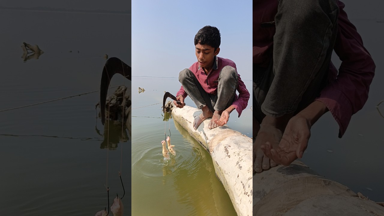 Traditional Fishing Method By Hook Traps - 36 #fishinglife #riverfishing