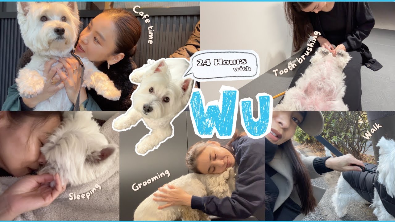 【夫＆愛犬との週末】まるで人間（!?）うーちゃん1日密着！夫婦散歩・トリミング・夜の過ごし方