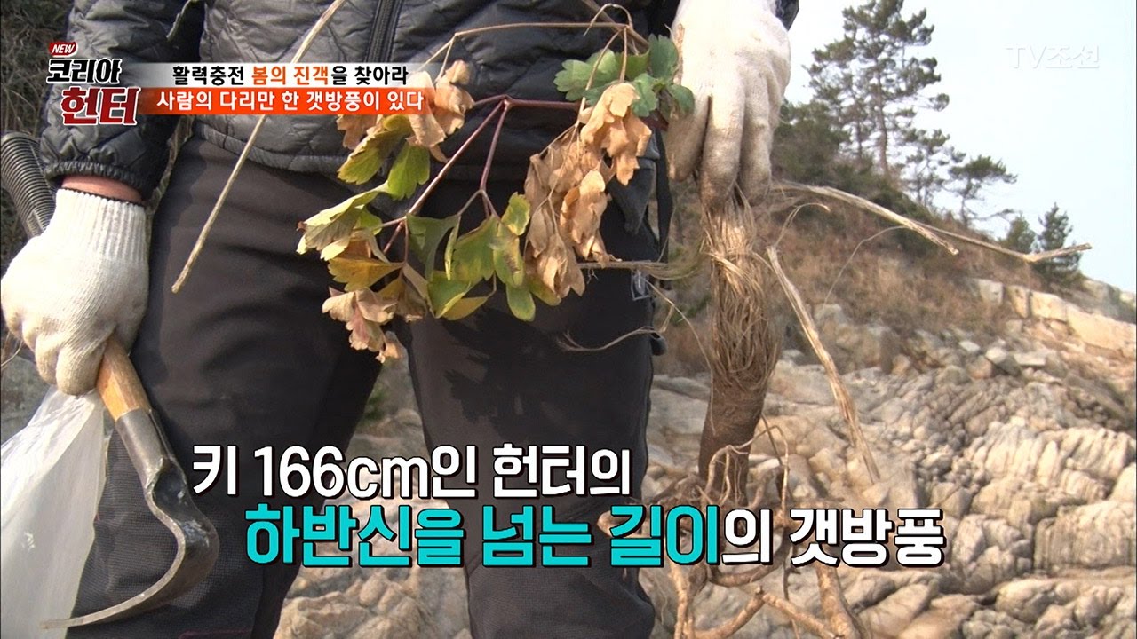 사람 다리만 한 초대형 갯방풍! [뉴 코리아 헌터] 41회 20170313