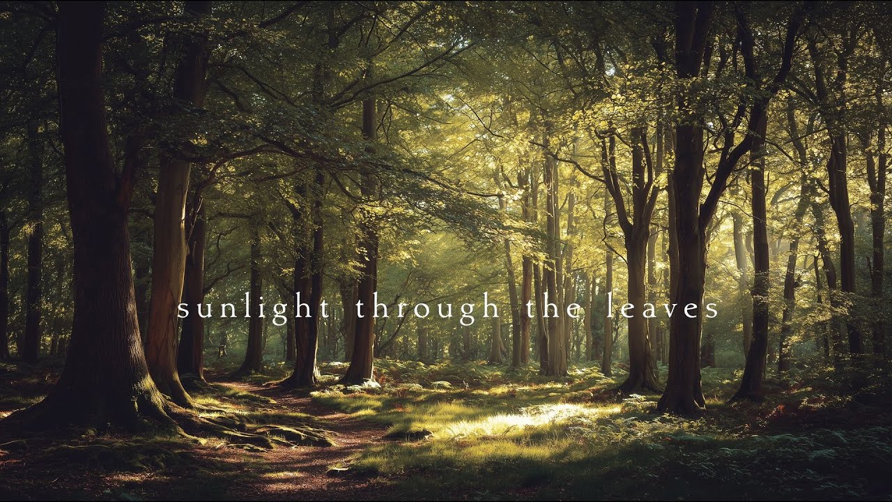 Sunlight through the leaves | Piano Playlist