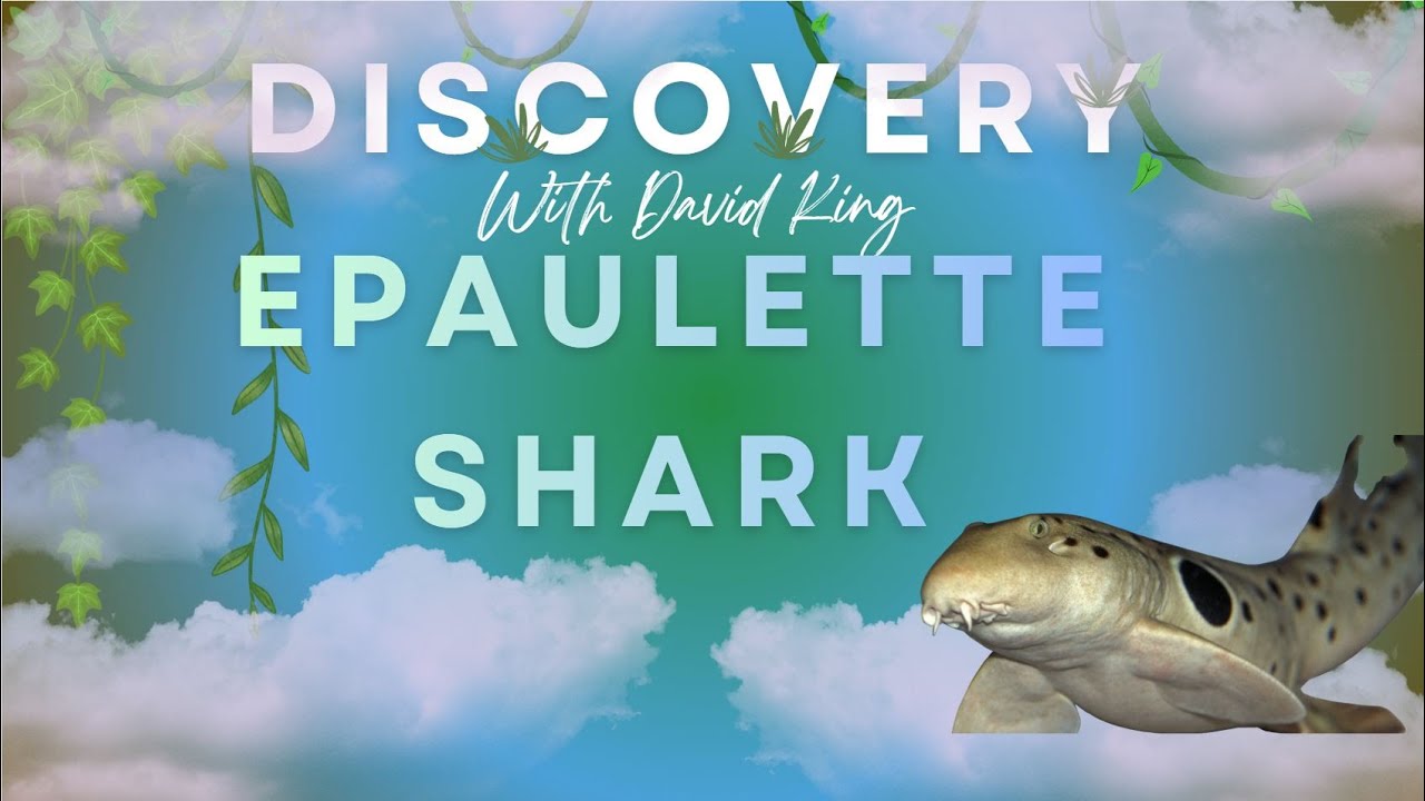 Discover the Epaulette shark, the shark that can walk on land!