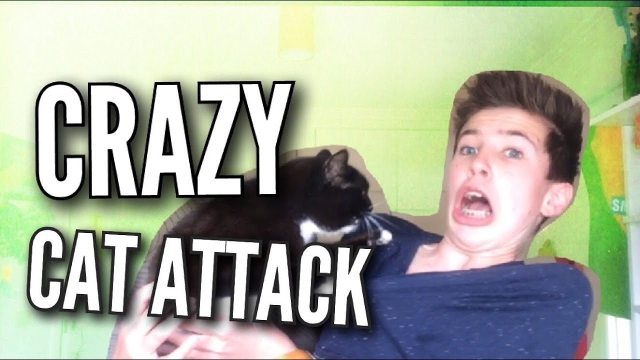 MEET MY EVIL CAT