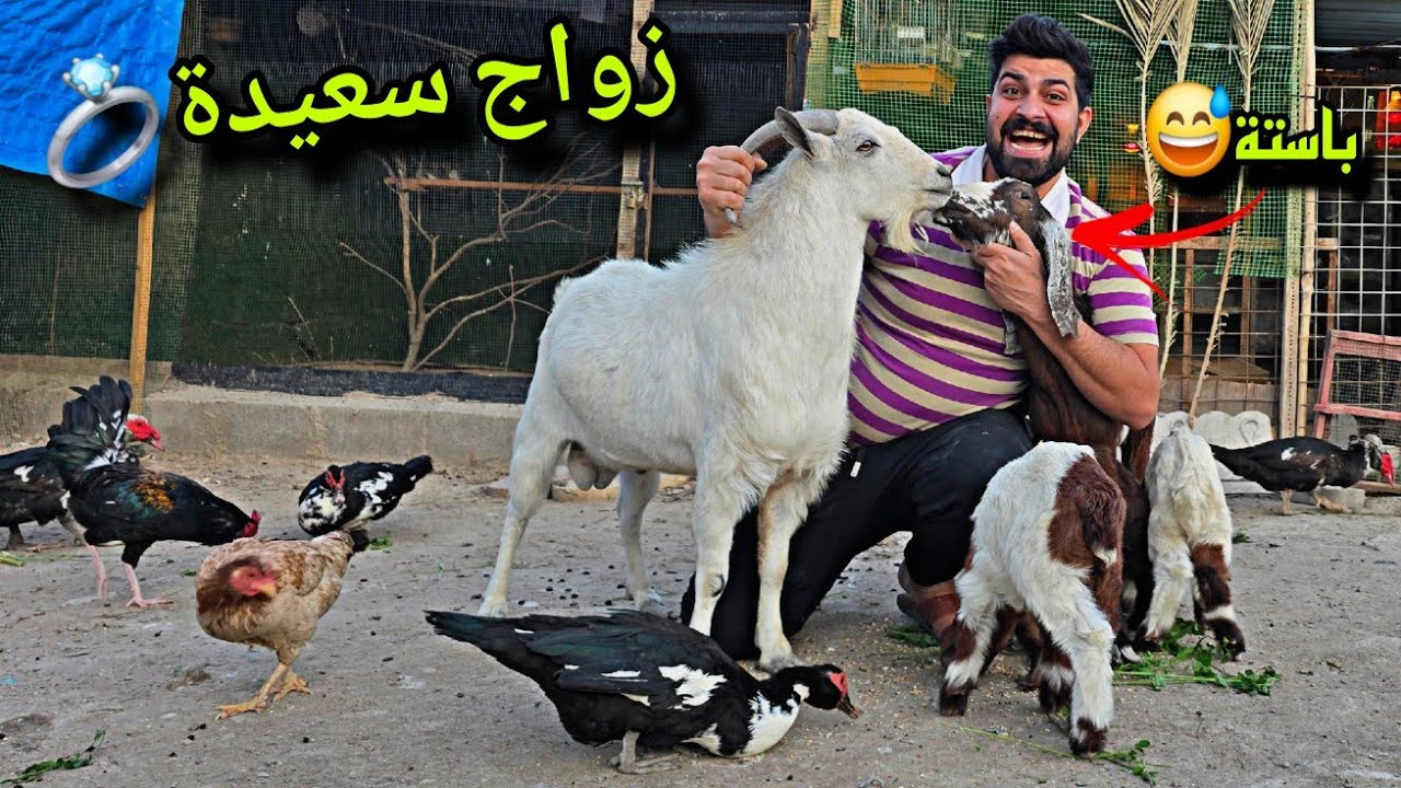 زواج سعيده من صكبان😊💍الي صار صدمني😭