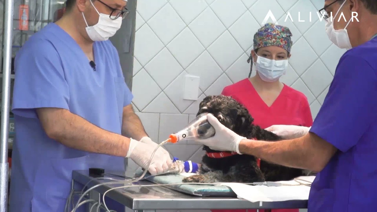 👉Preparaci&oacute;n de una mascota🐕 para limpieza dental por el equipo de anestesistas veterinarios👩&zwj;⚕️👨&zwj;⚕️