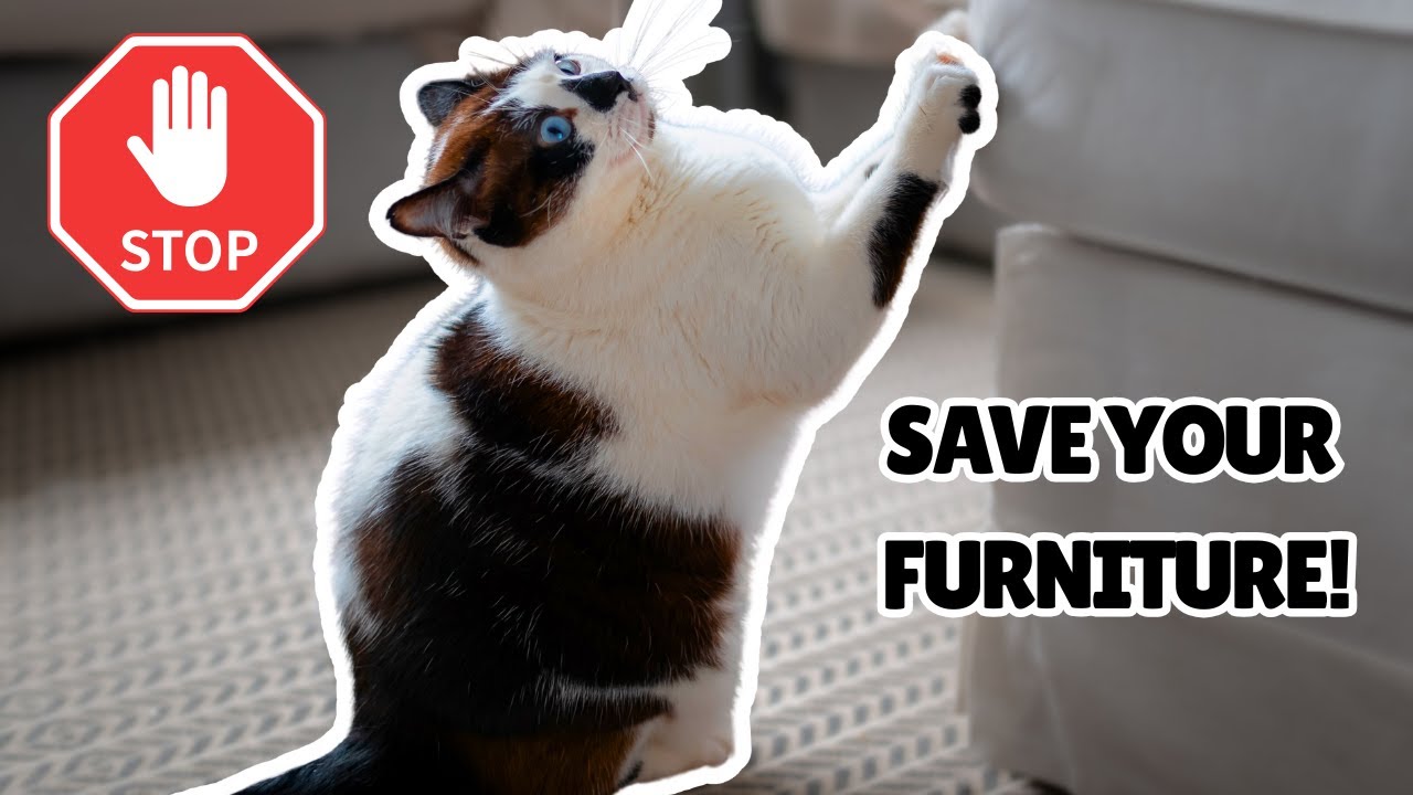 What ACTUALLY Worked to Stop My Cat&rsquo;s Furniture Scratching&hellip;