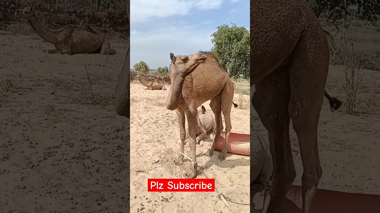 #camelvideo