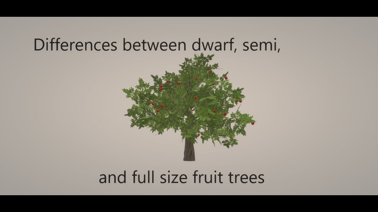 Difference between Dwarf, Semi Dwarf, and Full size fruit trees to grow succesfully