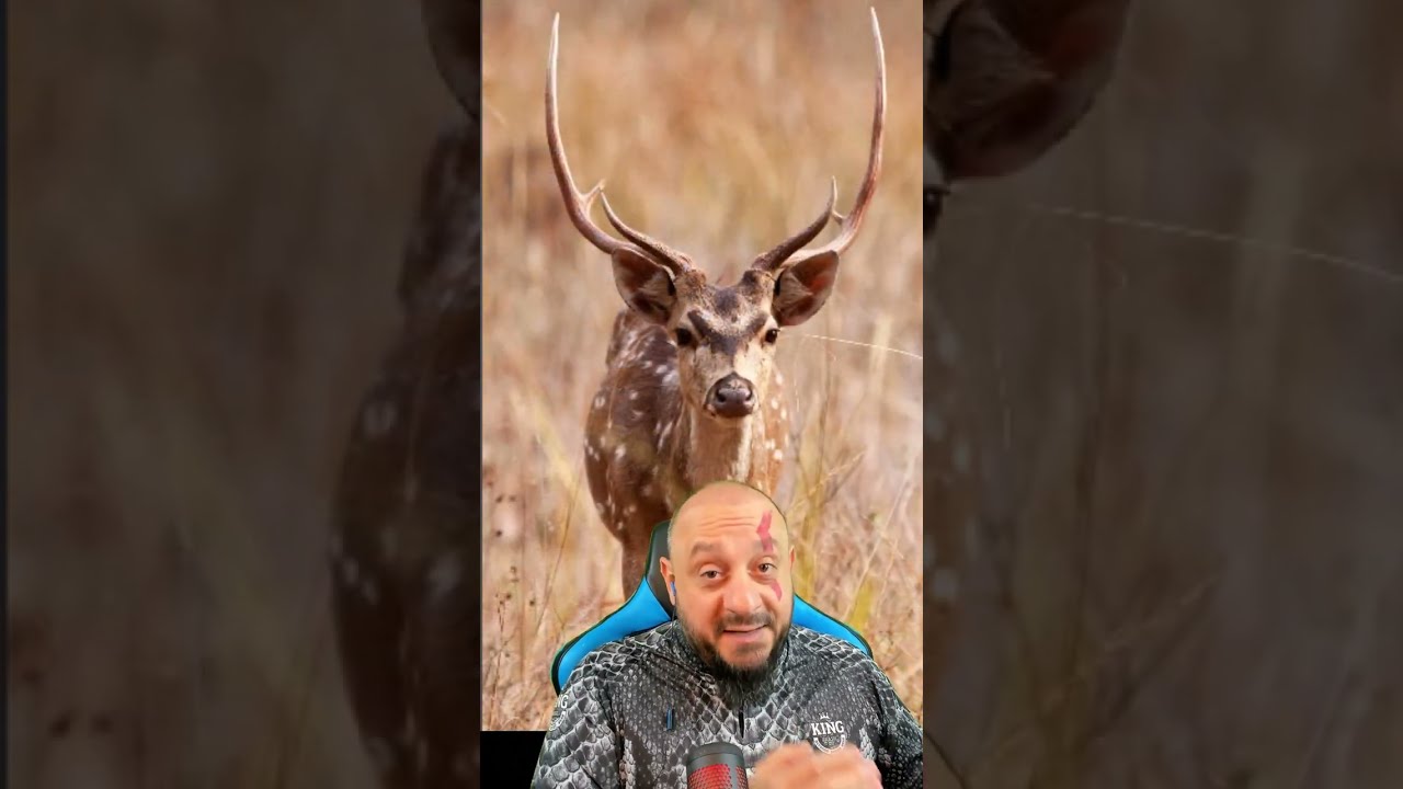 Cervo Indiano invade o Brasil e pode ser pior que javali?  Axis axis