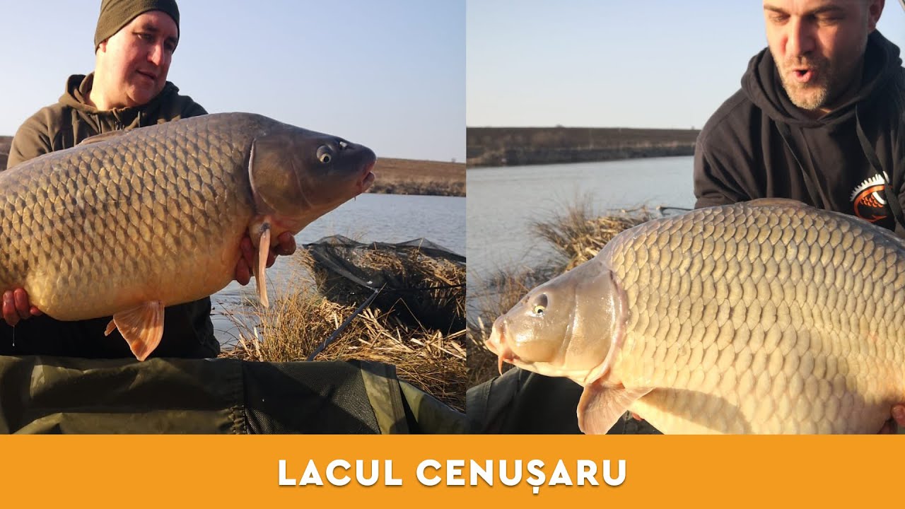 Pescuit la crap pe balta Cenusaru la sfarsit de februarie