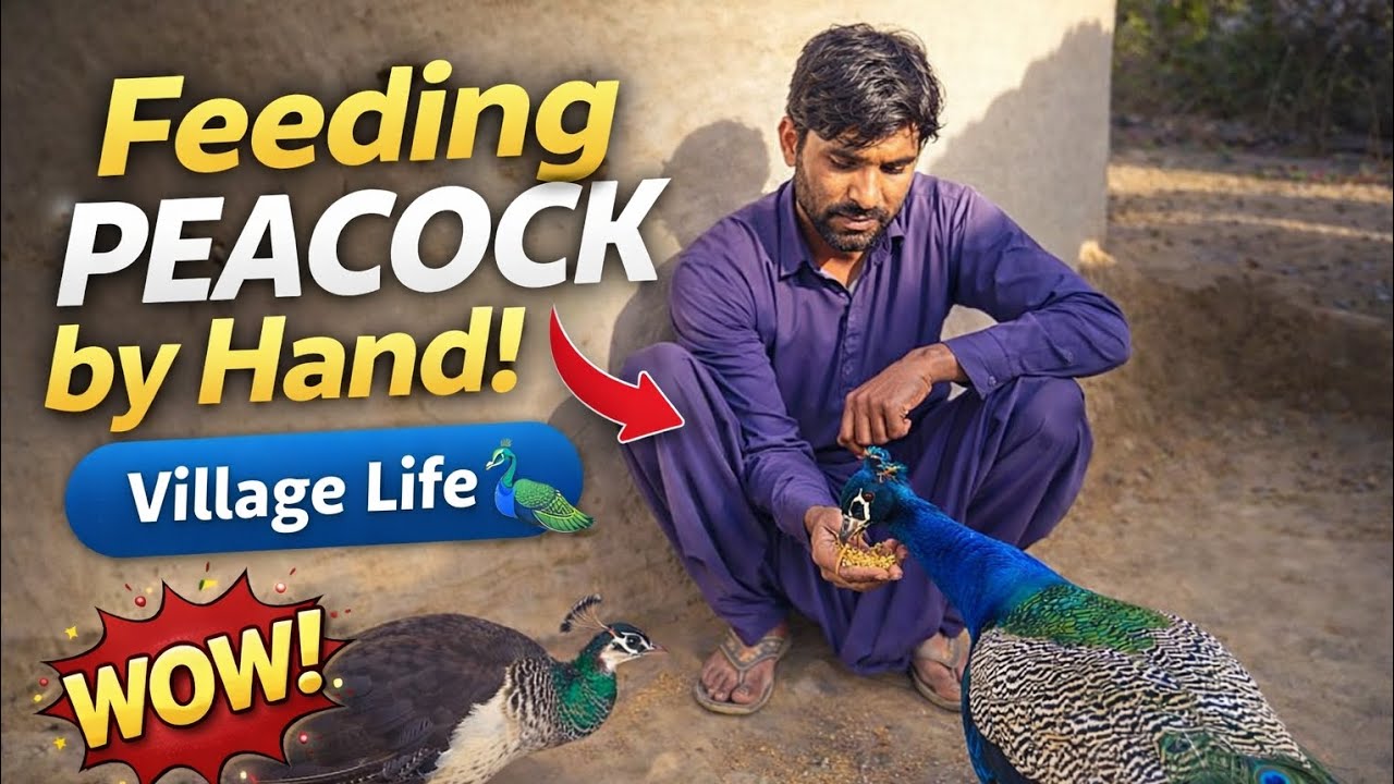 Feeding a Peacock by Hand 😲 | Amazing Village Life 🦚