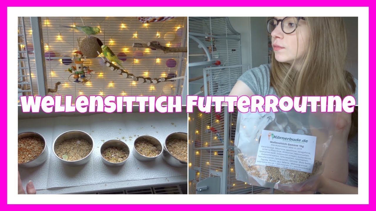 Wellensittich Futterroutine, saubermachen / Vlog vom 12.04.2018