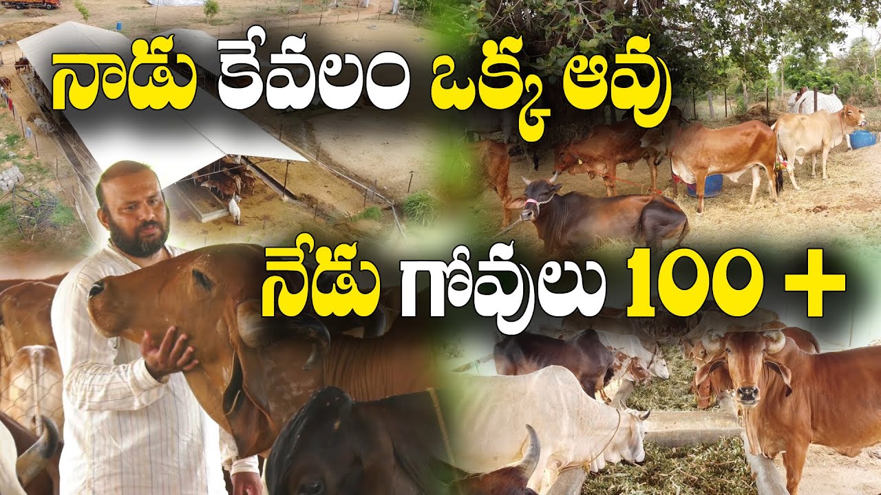 దేశీ గోశాల నిర్వహణలో 