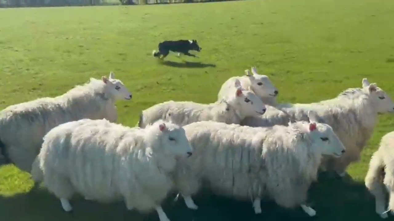 Lot 9: Preseli Boss - 14/5/25 - Farmers Marts Dolgellau Online Sheepdog Auction