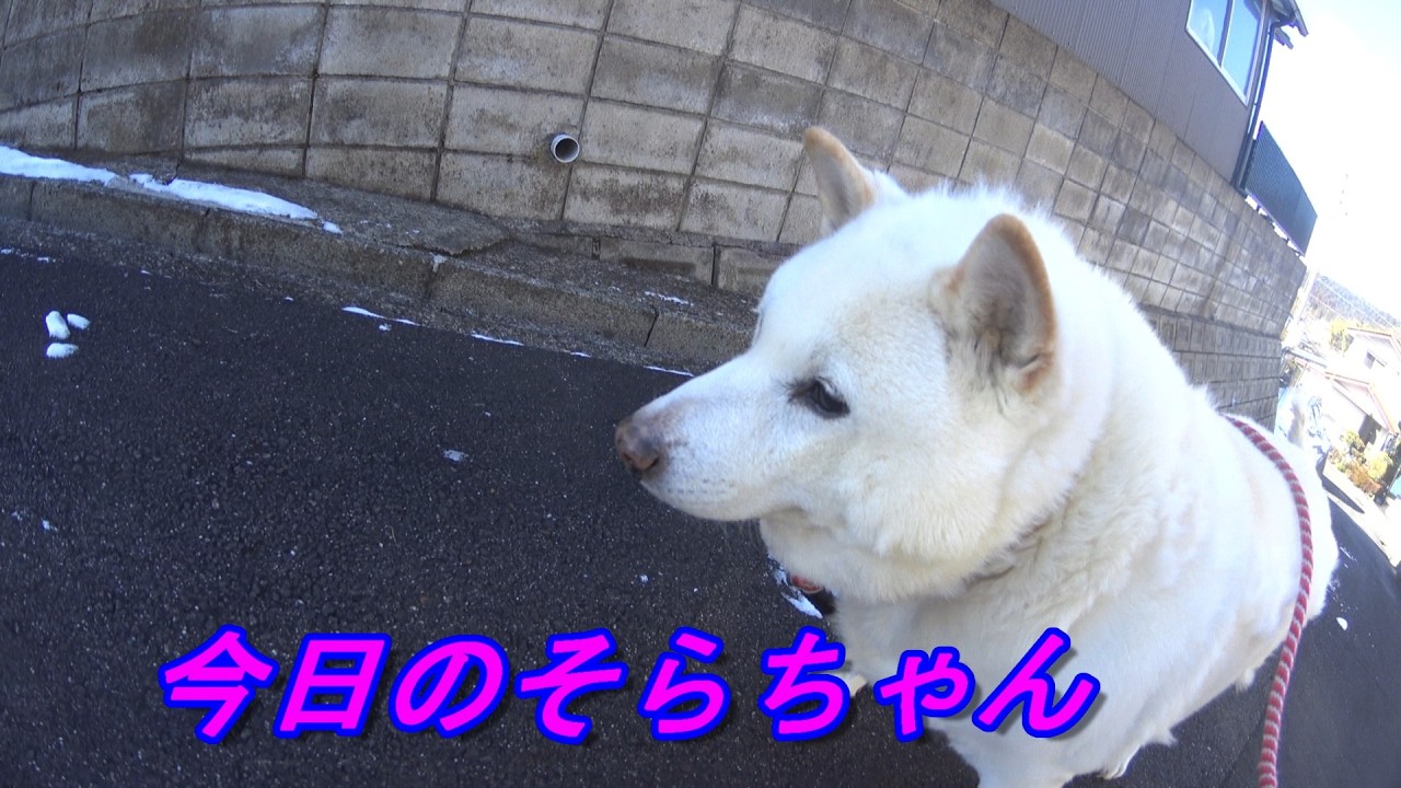 【新】　白柴犬、ゴールデンリトリバーお散歩動画