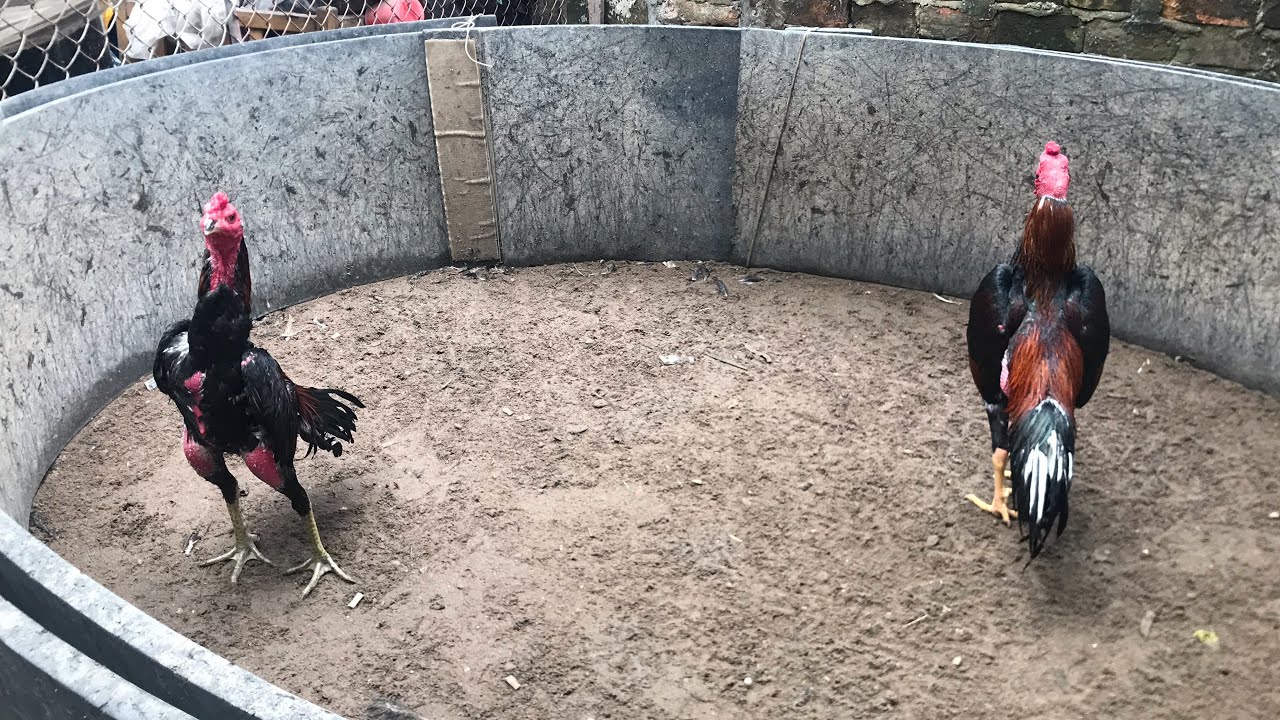 Nuôi gân gối xương cốt và hình thể tích lực cho gà đá- những điều người mới nên biết và thực hành