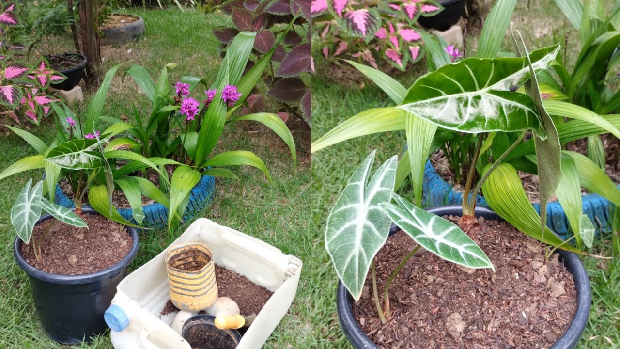 Plantas que encantam|replante da alocasia cara de cavalo
