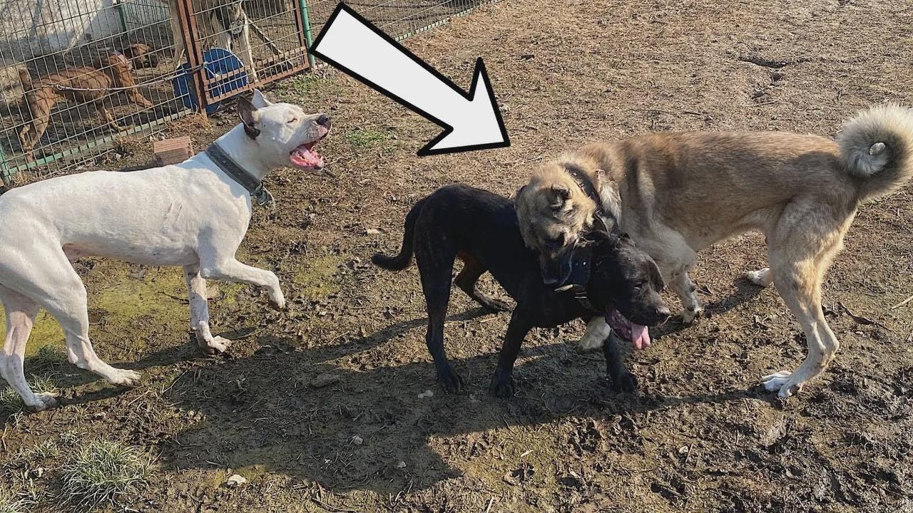 Epic Showdown: Ayi Takes on Kangal and Cane Corso!