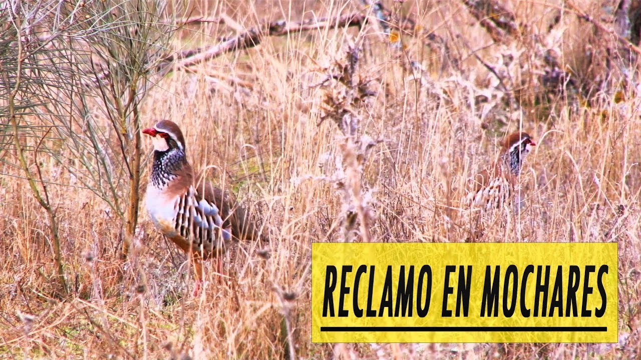 Reclamo en Mochares