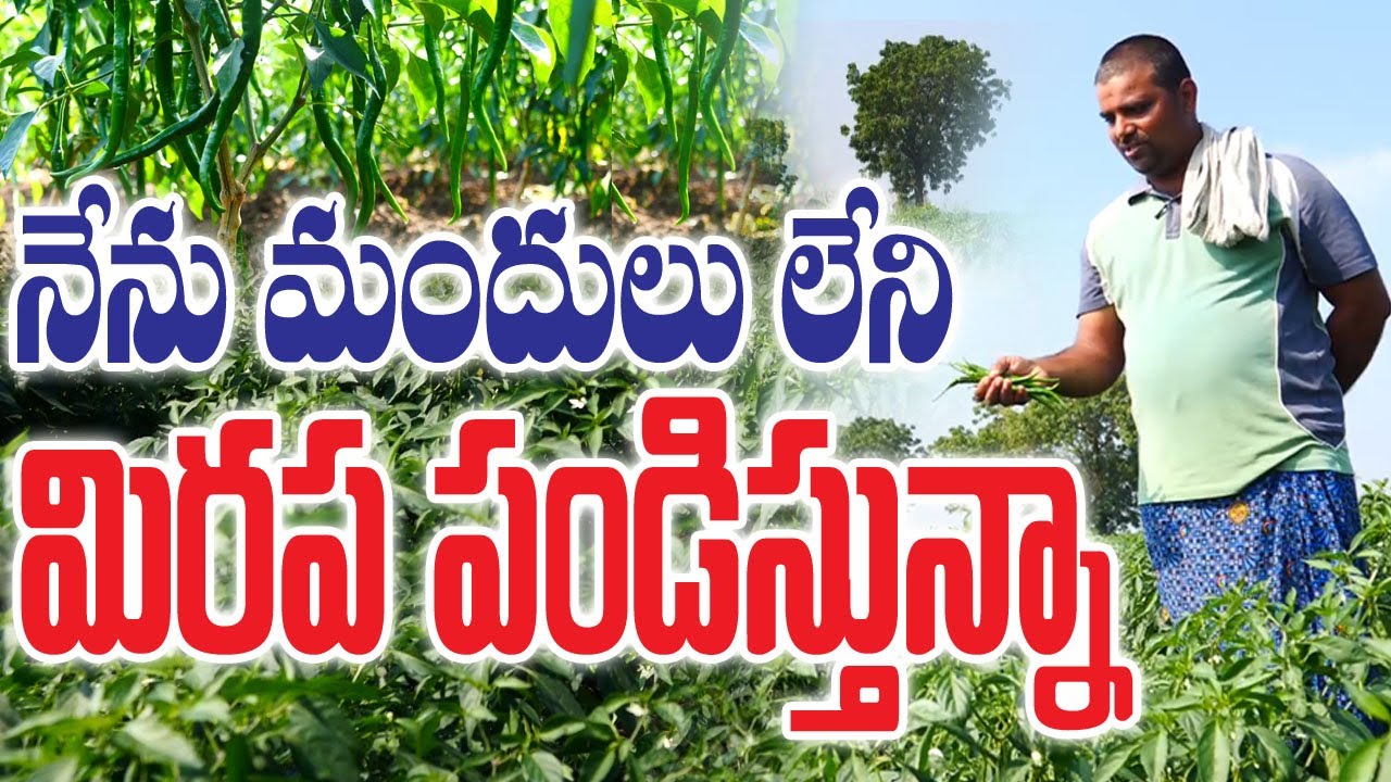 Organic Red Chilli Farming|Good Yields|ప్రకృతి సాగులో మిరప మెరుపు 97030 74787