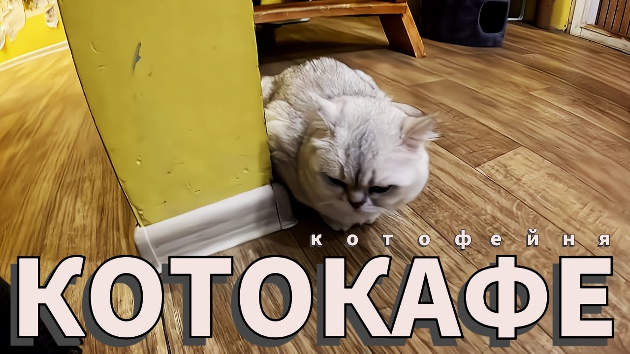 Котокафе в Москве 🐈 Котофейня на Маросейке ☕ Где поесть?