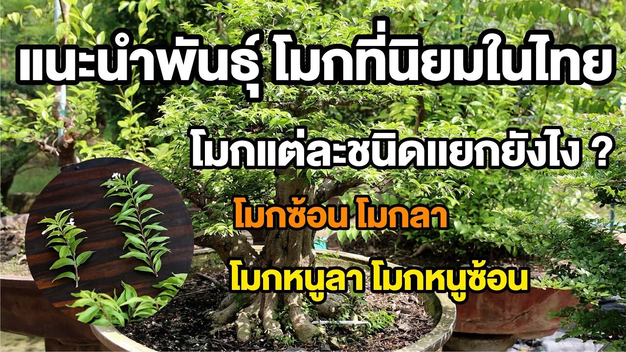 Bonsai Station [บอนไซมือใหม่ป้ายแดง] EP.33 ประเภทโมกแต่ละชนิด